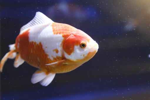 金魚のポップアイの治療はある 症状 原因も合わせて徹底解説