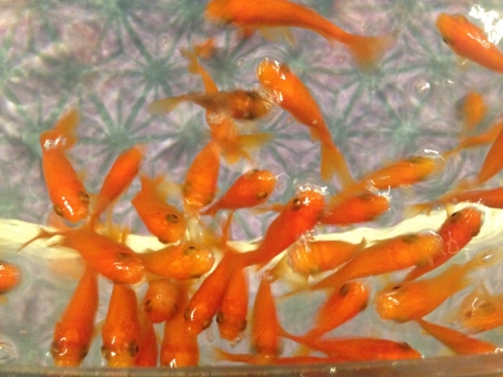 金魚が浮くのは病気 プカプカしてしまう原因と対処方について