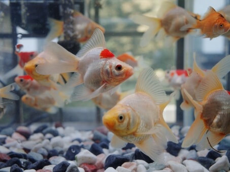 金魚の水換えの頻度は 魚たちにベストな水を交換する目安を解説