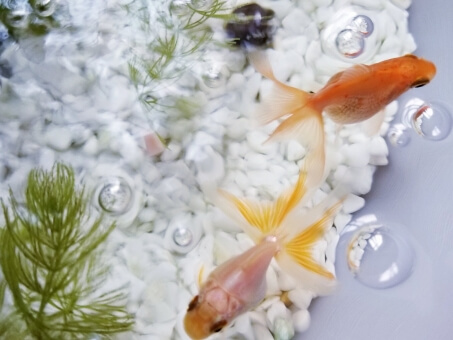 金魚のおしゃれな飼い方 人気のおすすめの水槽を5つ紹介