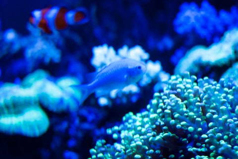 人気の青い淡水の熱帯魚を紹介 おすすめの種類一覧
