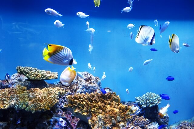 綺麗な熱帯魚ランキング 美しい人気のオススメ10選