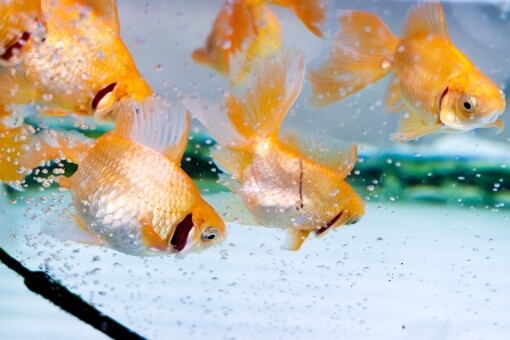 金魚が砂利をつつくのはどうして 意外な金魚の習性について紹介