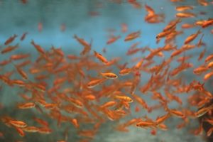 金魚が孵化する日数はどれくらい 稚魚が生まれる期間について