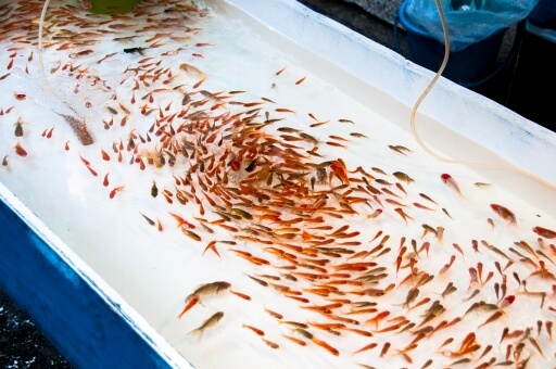 金魚の巨大化は餌が関係している 大きく育てすぎないための方法