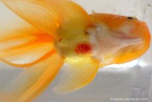 金魚のヒレが赤いのは充血 変色した原因で考えられること