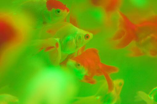 金魚が産卵する年齢は 魚たちの妊娠する歳と推定の仕方について解説
