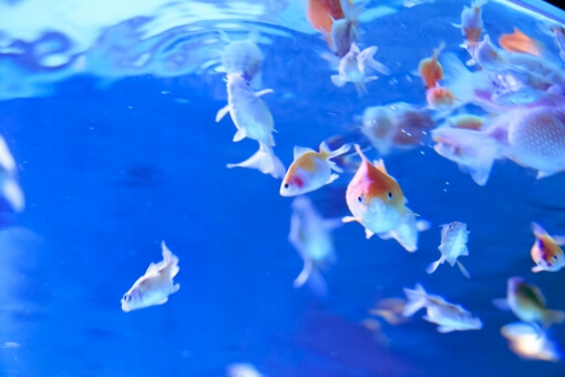 金魚の可愛い種類とは 見てるだけで癒される愛らしい魚ランキング