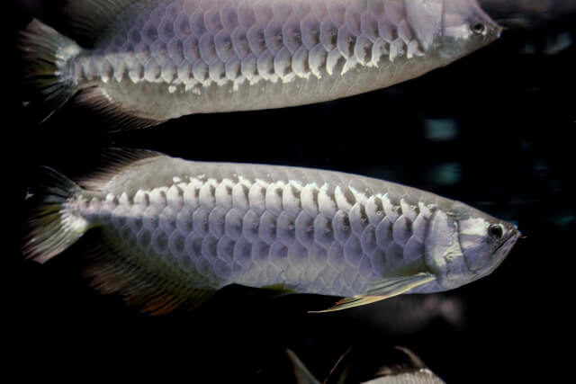 熱帯魚で人気の古代魚 おすすめランキングtop10 厳選