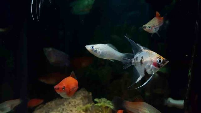 熱帯魚の水槽の移し替え 移動 引っ越しをする手順と3つの注意点