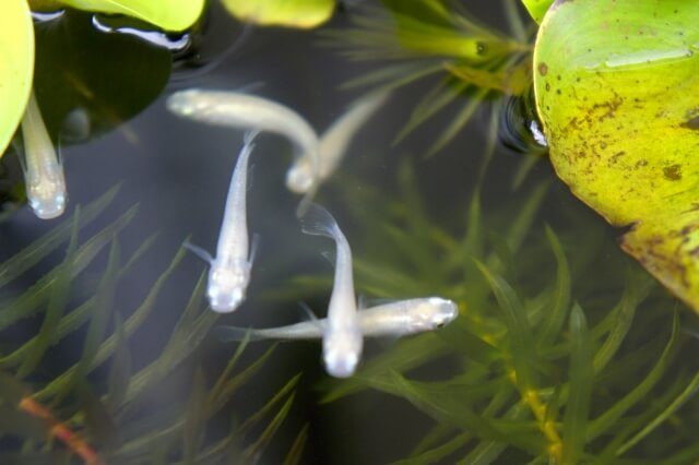 メダカの赤玉土の掃除の方法 頻度 やり方 メリットとは