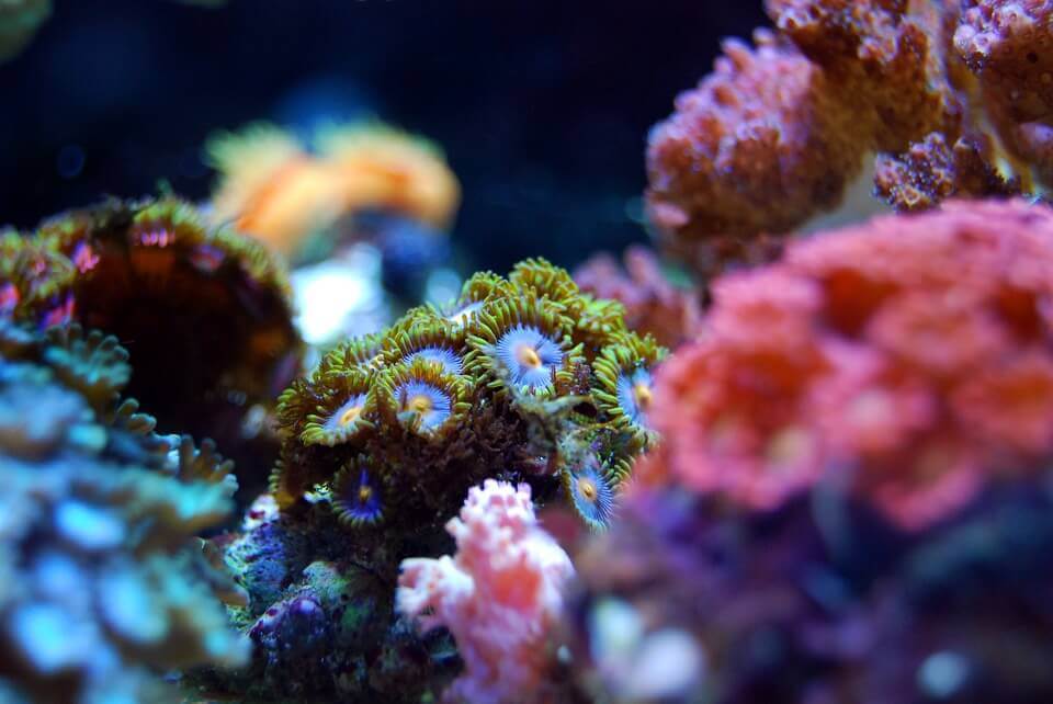 珊瑚の色と種類を一覧でご紹介！値段＆特徴は？【まとめ】