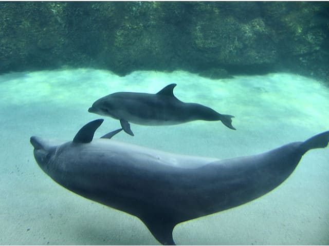 イルカの赤ちゃんの特徴 大きさ 特徴などをまとめてみた