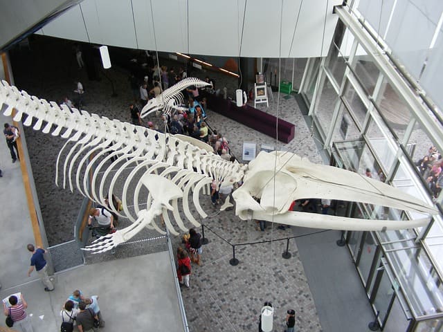 クジラの骨格標本はどこで見られる？人気のおすすめ施設5選
